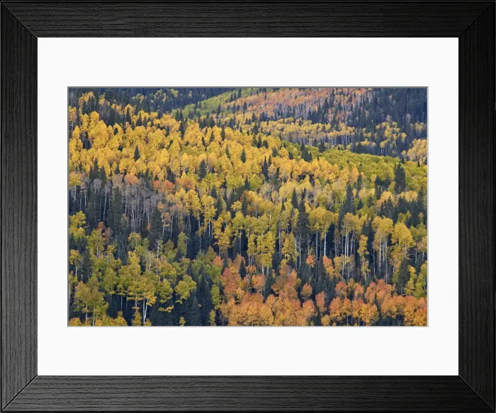 Framed Print : Yellow and orange hillside of aspen in the fall, Uncompahgre National Forest, Colorado Framed Print : Yellow and orange hillside of aspen in the fall, Uncompahgre National Forest, Colorado