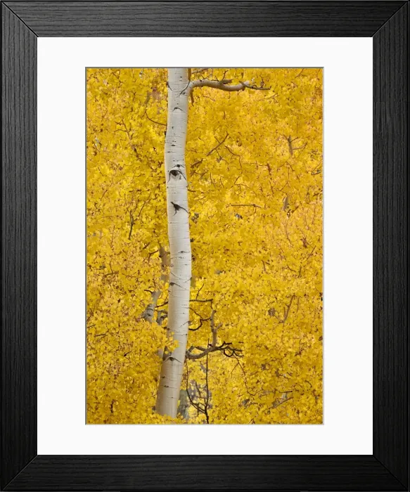Framed Print : Yellow aspen in the fall, Uncompahgre National Forest, Colorado, United States of America Framed Print : Yellow aspen in the fall, Uncompahgre National Forest, Colorado, United States of America