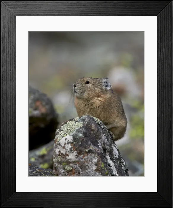 Framed Print : American Pika (Ochotona princeps), Uncompahgre National Forest, Colorado, United States of America Framed Print : American Pika (Ochotona princeps), Uncompahgre National Forest, Colorado, United States of America