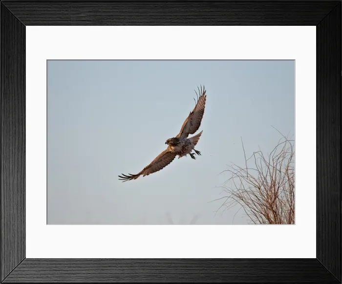 Framed Print : Juvenile red-tailed hawk (Buteo jamaicensis) in flight, Bosque del Apache National Wildlife Refuge Framed Print : Juvenile red-tailed hawk (Buteo jamaicensis) in flight, Bosque del Apache National Wildlife Refuge