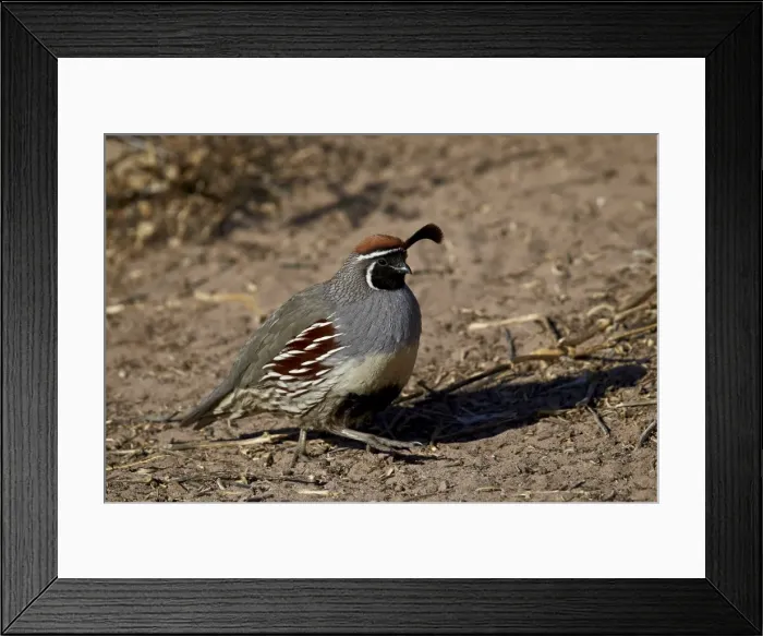 Framed Print : Gambels quail (Callipepla gambelii), male, Bosque del Apache National Wildlife Refuge Framed Print : Gambels quail (Callipepla gambelii), male, Bosque del Apache National Wildlife Refuge