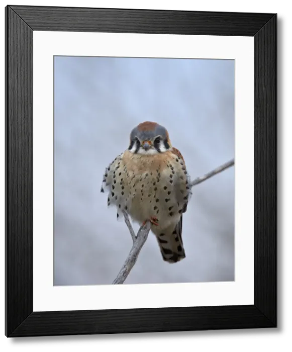Framed Print : American kestrel (sparrow hawk) (Falco sparverius), male, Bosque del Apache National Framed Print : American kestrel (sparrow hawk) (Falco sparverius), male, Bosque del Apache National