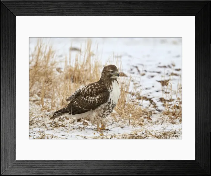 Framed Print : Red-tailed hawk (Buteo jamaicensis), juvenile, Bosque del Apache National Wildlife Refuge Framed Print : Red-tailed hawk (Buteo jamaicensis), juvenile, Bosque del Apache National Wildlife Refuge