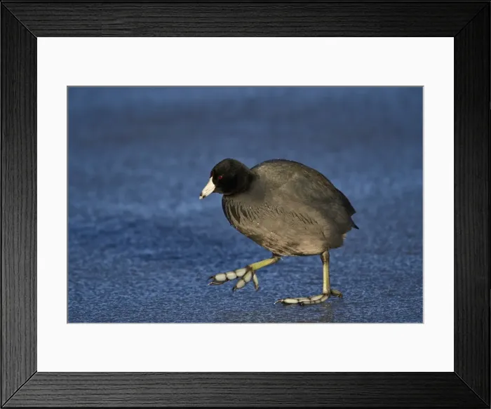 Framed Print : American coot (Fulica americana) walking on ice, Bosque del Apache National Wildlife Refuge Framed Print : American coot (Fulica americana) walking on ice, Bosque del Apache National Wildlife Refuge
