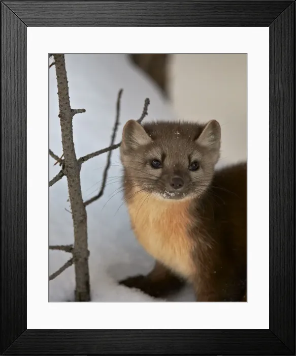 Framed Print : American marten (pine marten) (Martes americana) in the snow, Yellowstone National Park