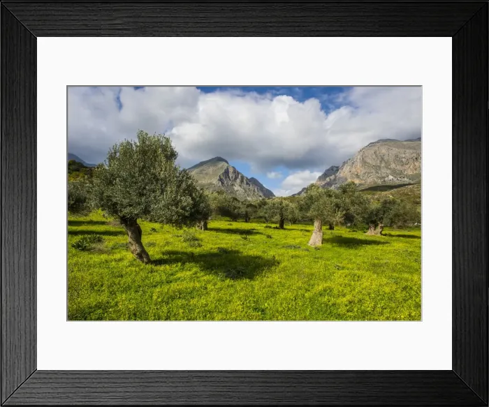 Framed Print : Blooming field with olive trees, Crete, Greek Islands, Greece, Europe Framed Print : Blooming field with olive trees, Crete, Greek Islands, Greece, Europe