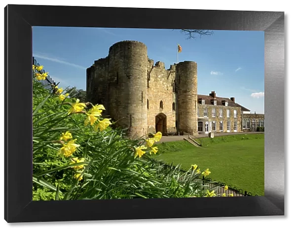 Tonbridge Castle with daffodils, Tonbridge, Kent, England, United Kingdom, Europe