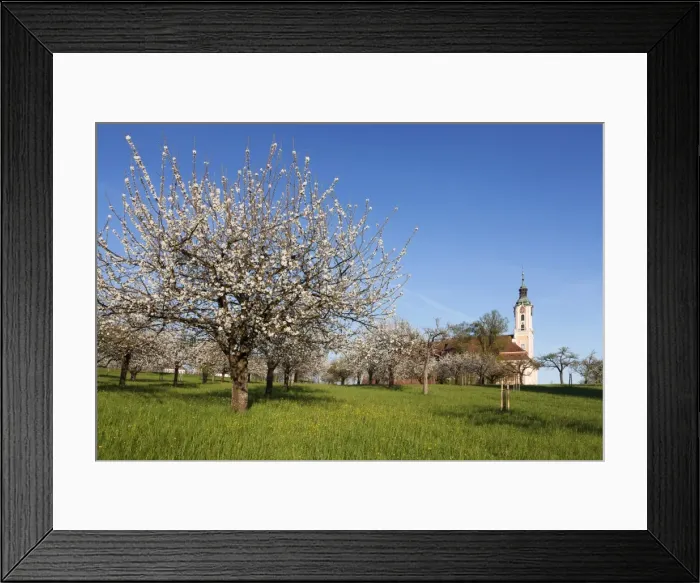 Framed Print : Pilgrimage church of Birnau Abbey, fruit tree blossom in spring, Lake Constance, Baden-Wuettemberg Framed Print : Pilgrimage church of Birnau Abbey, fruit tree blossom in spring, Lake Constance, Baden-Wuettemberg