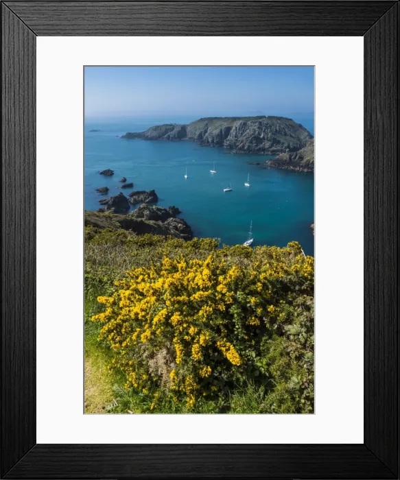 Framed Print : Gorse blooming on the west of coast of Sark with a view of the island of Brecqhou Framed Print : Gorse blooming on the west of coast of Sark with a view of the island of Brecqhou