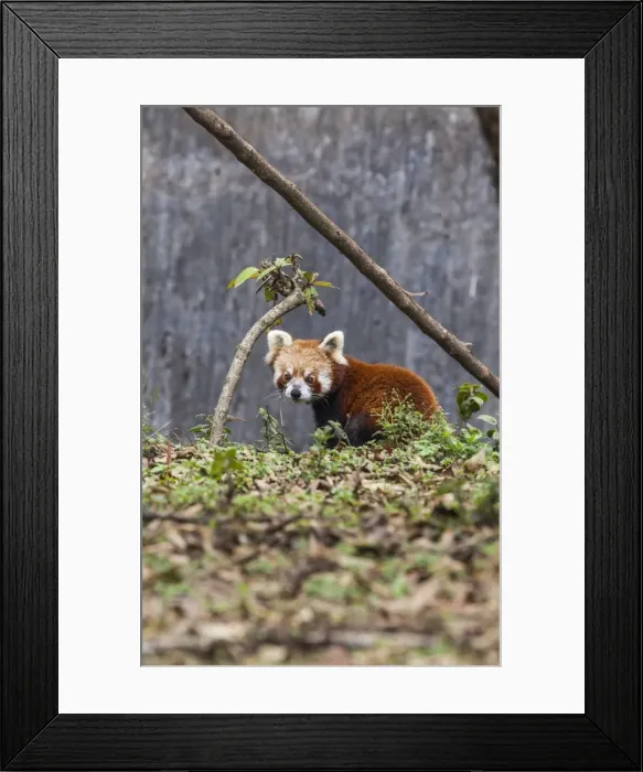 Framed Print : A lesser panda (red panda) in a wildlife reserve in India where tourists can observe Framed Print : A lesser panda (red panda) in a wildlife reserve in India where tourists can observe