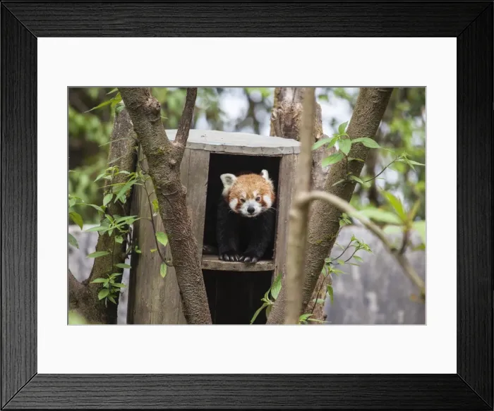 Framed Print : A red panda remains hidden in his shelter, built by forest guards who protect this Framed Print : A red panda remains hidden in his shelter, built by forest guards who protect this