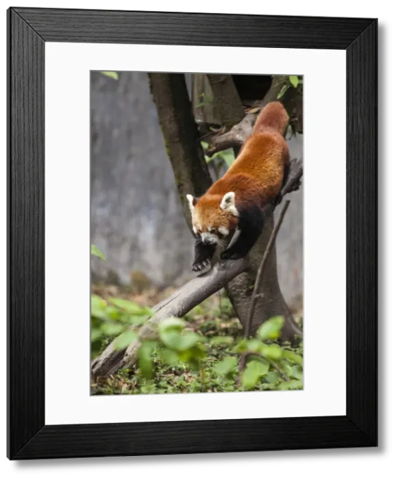 Framed Print : A red panda goes down from a tree in a wildlife reserve of India where these animals Framed Print : A red panda goes down from a tree in a wildlife reserve of India where these animals