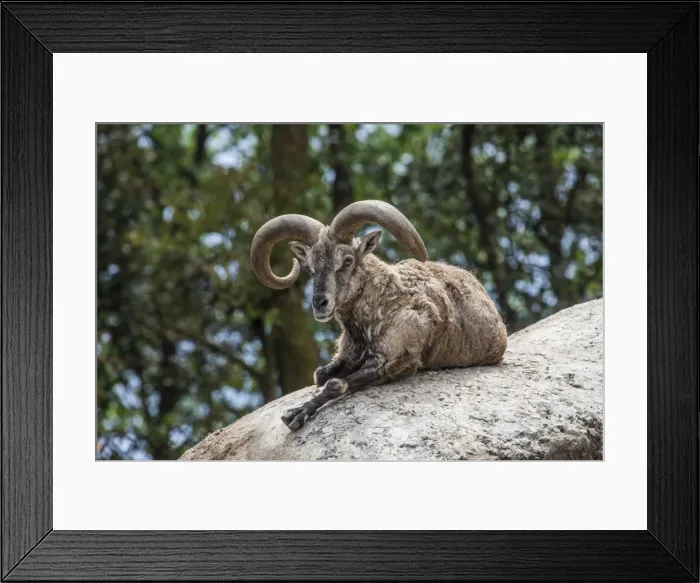 Framed Print : Typical goat of northern India rests on a rock in the sun in a wildlife reserve, Darjeeling Framed Print : Typical goat of northern India rests on a rock in the sun in a wildlife reserve, Darjeeling