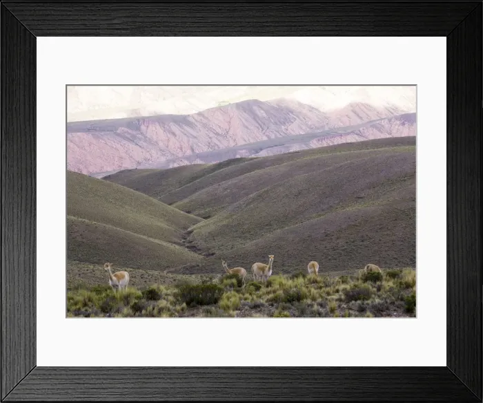 Framed Print : Multi coloured mountains and alpacas, Humahuaca, province of Jujuy, Argentina, South Framed Print : Multi coloured mountains and alpacas, Humahuaca, province of Jujuy, Argentina, South