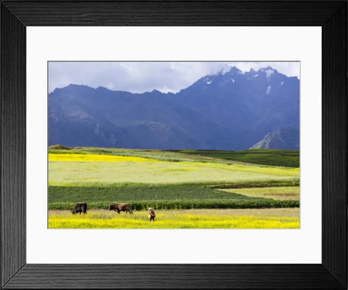 Framed Print : Cultivated fields and cattle, Moho, bordering on Lake Titicaca, Peru, South America Framed Print : Cultivated fields and cattle, Moho, bordering on Lake Titicaca, Peru, South America