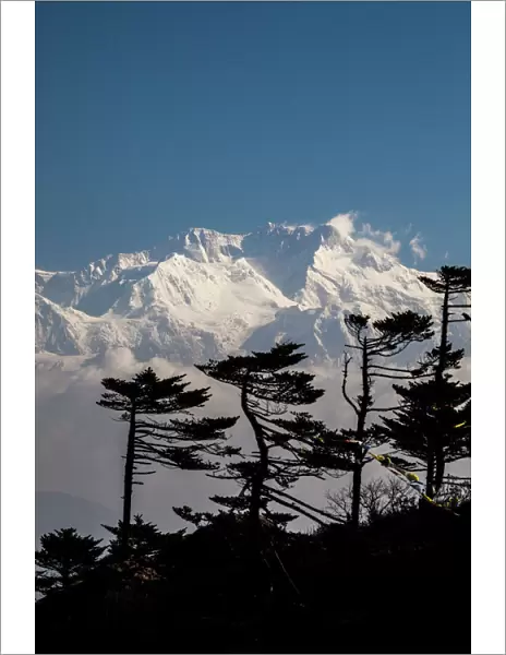 View of the icy summit of Kanchenjunga, partially hidden by pines adapted to the