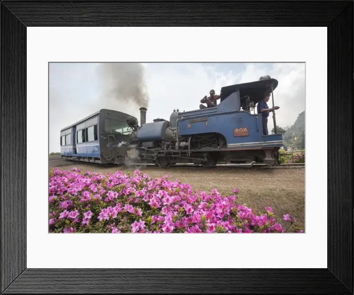 Framed Print : Colorful portrait of the little train that passes by Batasia Loop, a historical spiral Framed Print : Colorful portrait of the little train that passes by Batasia Loop, a historical spiral