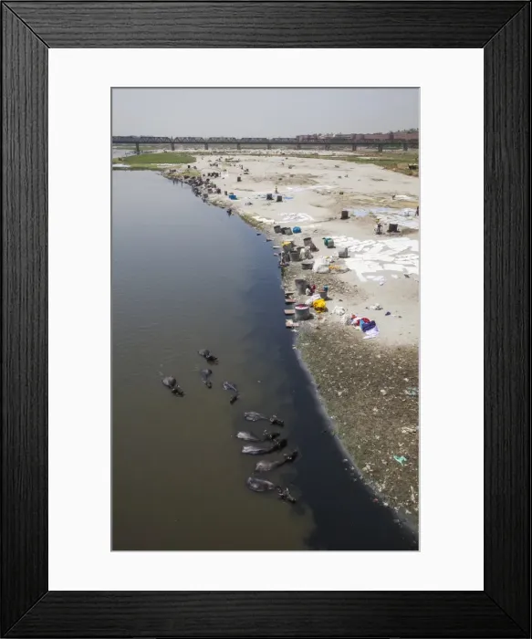 Framed Print : Water buffalo drinking from the Yamuna River, a tributary of the Ganges River, while Framed Print : Water buffalo drinking from the Yamuna River, a tributary of the Ganges River, while