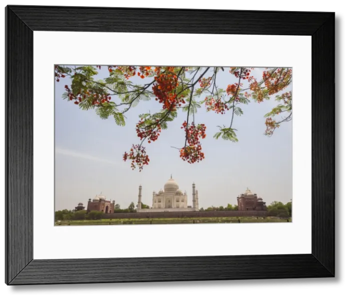 Framed Print : Branches of a flowering tree with red flowers frame the Taj Mahal symbol of Islam in India Framed Print : Branches of a flowering tree with red flowers frame the Taj Mahal symbol of Islam in India