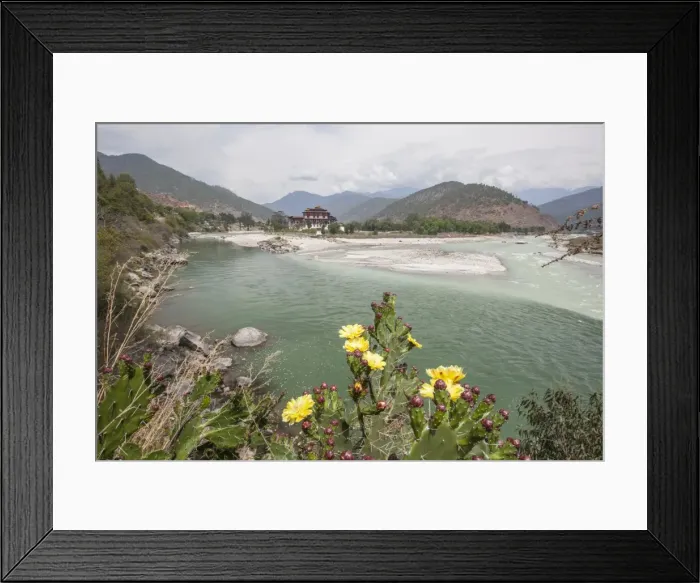 Framed Print : Yellow flowers bloom on the banks of the River Pho Chhu which crosses the city of Punakha Framed Print : Yellow flowers bloom on the banks of the River Pho Chhu which crosses the city of Punakha