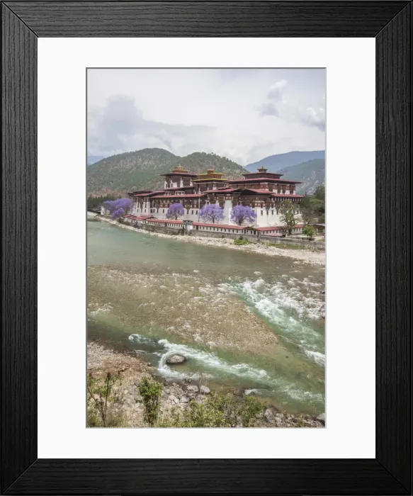 Framed Print : The Punakha Dzong (Pungtang Dechen Photrang Dzong) is the administrative centre of Framed Print : The Punakha Dzong (Pungtang Dechen Photrang Dzong) is the administrative centre of