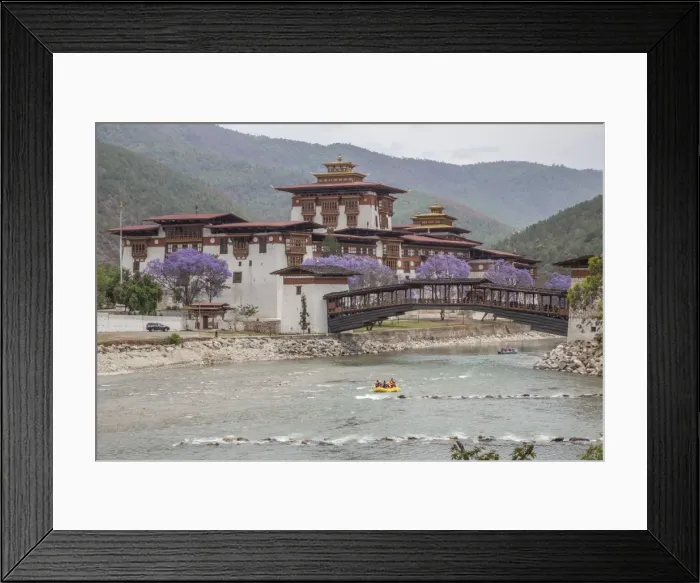 Framed Print : Rafting in the River Mo Chhu flowing near the Punakha Dzong where bloom the Jacaranda trees Framed Print : Rafting in the River Mo Chhu flowing near the Punakha Dzong where bloom the Jacaranda trees