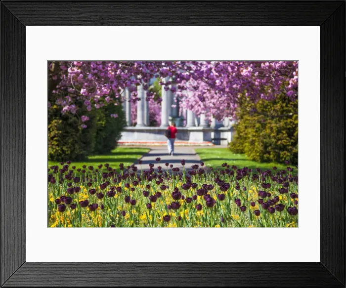 Framed Print : Alexandra Gardens, Cardiff, Wales, United Kingdom, Europe Framed Print : Alexandra Gardens, Cardiff, Wales, United Kingdom, Europe
