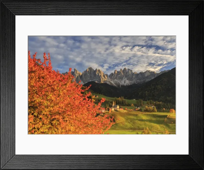 Framed Print : Red cherry trees in autumn color the country road around St. Magdalena village, in Framed Print : Red cherry trees in autumn color the country road around St. Magdalena village, in