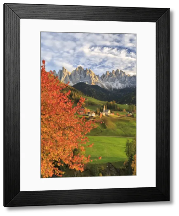 Framed Print : Red cherry trees in autumn color the country road around St. Magdalena village, in Framed Print : Red cherry trees in autumn color the country road around St. Magdalena village, in
