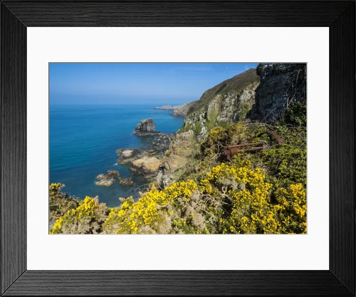 Framed Print : Blooming gorse over the east coast of Sark, Channel Islands, United Kingdom, Europe Framed Print : Blooming gorse over the east coast of Sark, Channel Islands, United Kingdom, Europe
