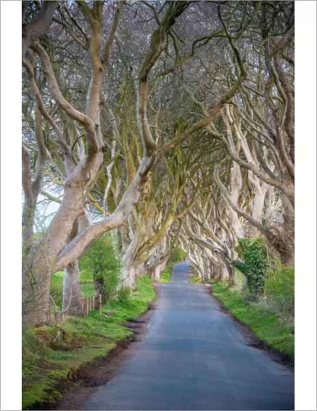The Dark Hedges in Northern Ireland, beech tree avenue, Northern Ireland, United Kingdom