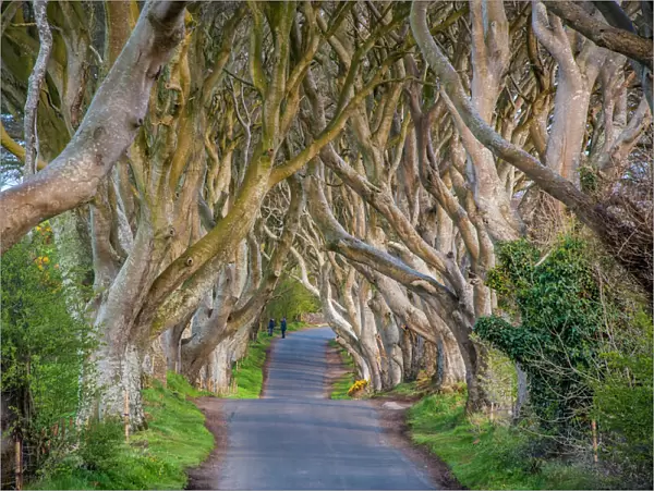 The Dark Hedges in Northern Ireland, beech tree avenue, Northern Ireland, United Kingdom