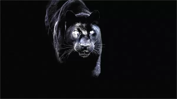 Black panther (black leopard) (Panthera onca), Montana, United States of America