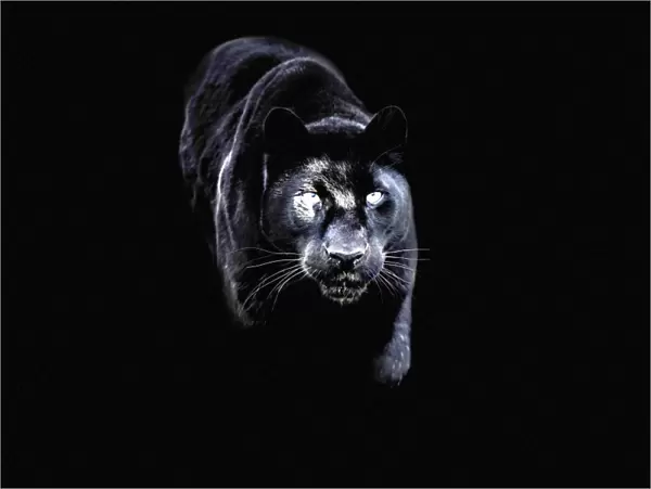 Black panther (black leopard) (Panthera onca), Montana, United States of America