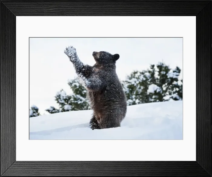 Framed Print : Black bear (Ursus Americanus), Montana, United States of America, North America Framed Print : Black bear (Ursus Americanus), Montana, United States of America, North America