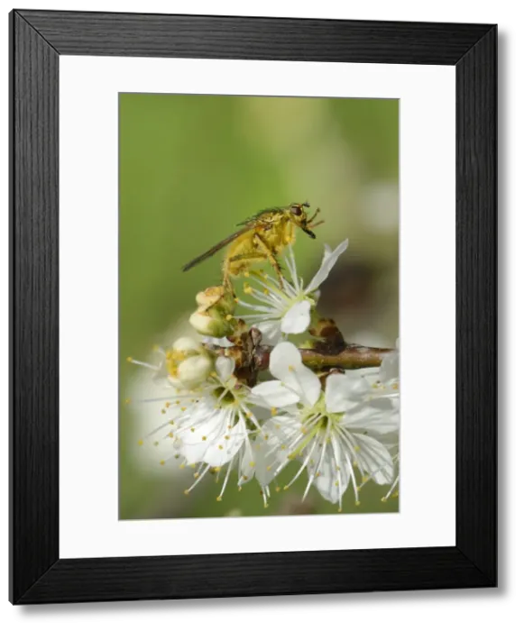 Framed Print : Male yellow dung fly (Scathophaga stercoraria) standing on blackthorn flowers (Prunus spinosa) Framed Print : Male yellow dung fly (Scathophaga stercoraria) standing on blackthorn flowers (Prunus spinosa)