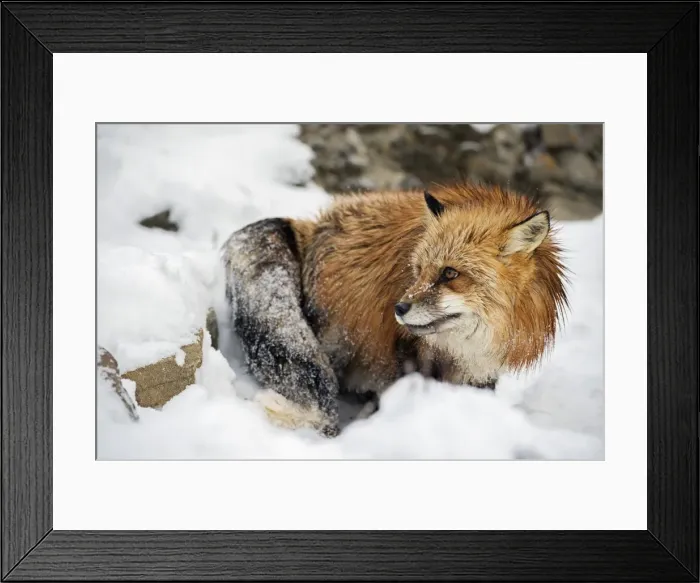 Framed Print : American red fox (Vulpes vulpes fulves), Montana, United States of America, North America Framed Print : American red fox (Vulpes vulpes fulves), Montana, United States of America, North America