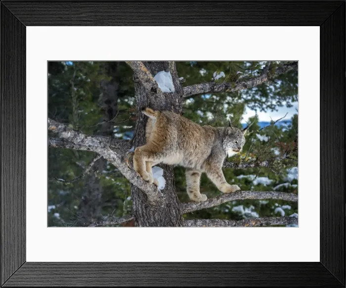 Framed Print : Canadian lynx (Lynx canadensis), Montana, United States of America, North America Framed Print : Canadian lynx (Lynx canadensis), Montana, United States of America, North America