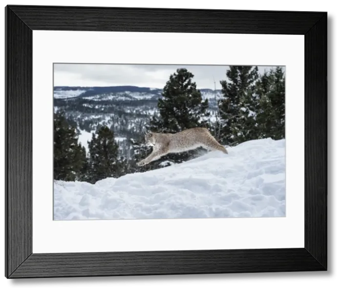 Framed Print : Siberian lynx (Iberian lynx) (Lynx lynx), Montana, United States of America, North Framed Print : Siberian lynx (Iberian lynx) (Lynx lynx), Montana, United States of America, North