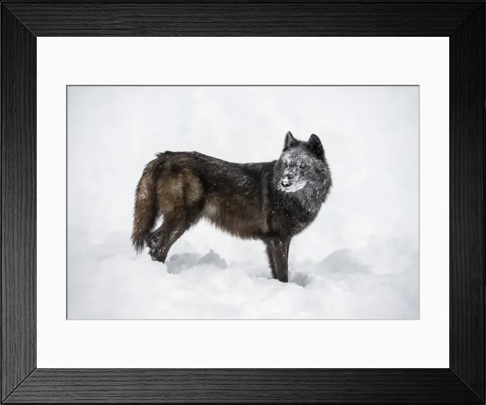 Framed Print : Black fox (Vulpes vulpes), Montana, United States of America, North America Framed Print : Black fox (Vulpes vulpes), Montana, United States of America, North America