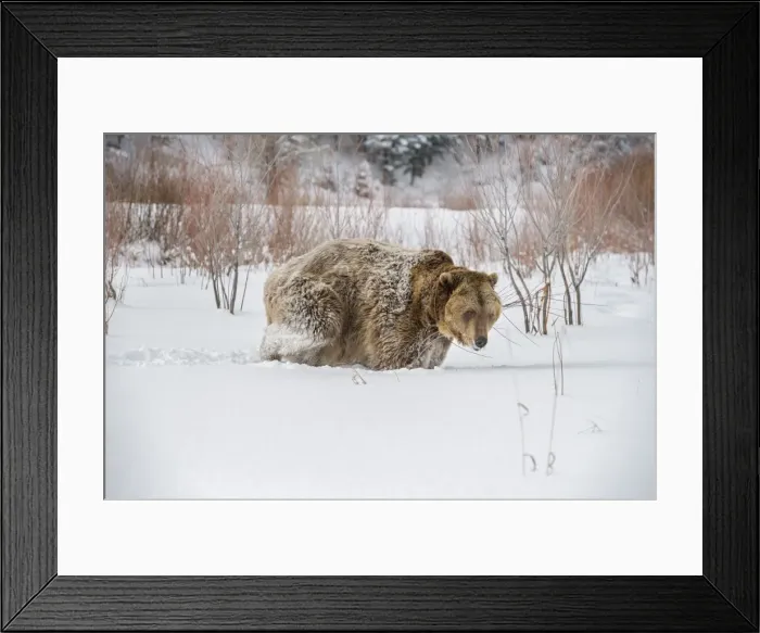 Framed Print : Brown bear (grizzly) (Ursus arctos), Montana, United States of America, North America Framed Print : Brown bear (grizzly) (Ursus arctos), Montana, United States of America, North America