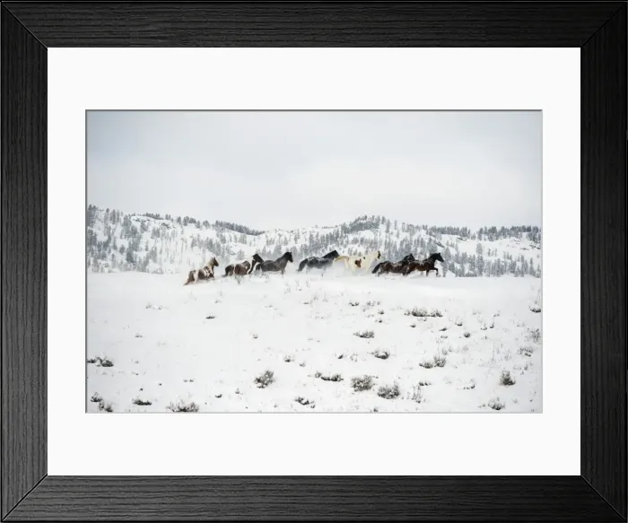 Framed Print : Herd of horses (Equus ferus caballus), Montana, United States of America, North America Framed Print : Herd of horses (Equus ferus caballus), Montana, United States of America, North America