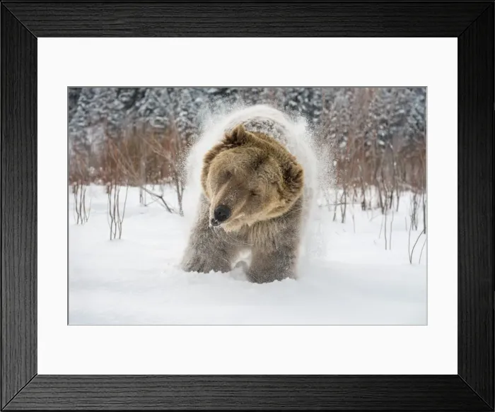 Framed Print : Brown bear (grizzly) (Ursus arctos), Montana, United States of America, North America Framed Print : Brown bear (grizzly) (Ursus arctos), Montana, United States of America, North America