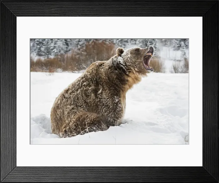 Framed Print : Brown bear (grizzly) (Ursus arctos), Montana, United States of America, North America Framed Print : Brown bear (grizzly) (Ursus arctos), Montana, United States of America, North America