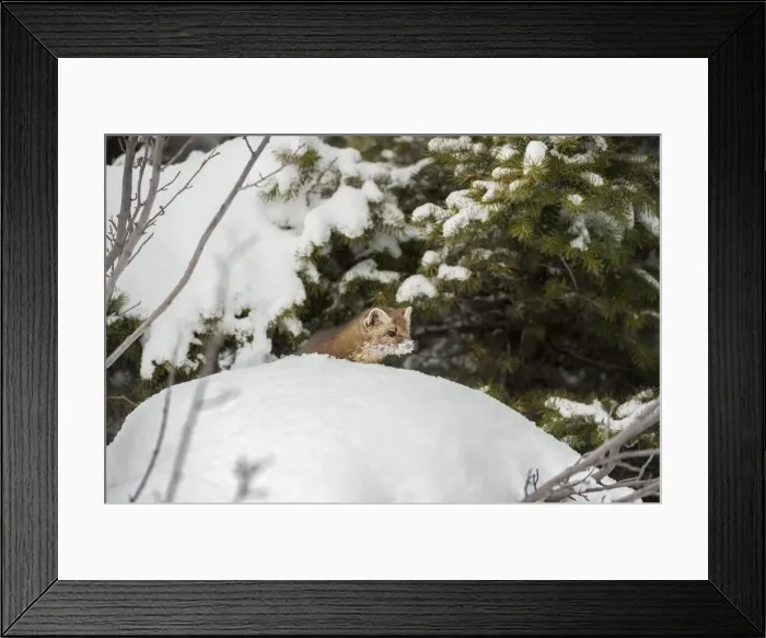 Framed Print : Pine marten (Martes martes), Montana, United States of America, North America Framed Print : Pine marten (Martes martes), Montana, United States of America, North America
