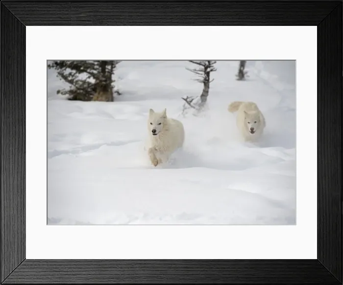Framed Print : Arctic wolf (Canis lupus arctos), Montana, United States of America, North America
