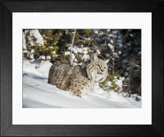Framed Print : Bobcat (Lynx rufus), Montana, United States of America, North America
