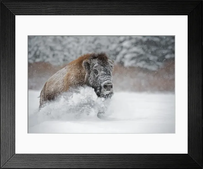Framed Print : American bison (American buffalo) (Bison bison), Montana, United States of America Framed Print : American bison (American buffalo) (Bison bison), Montana, United States of America