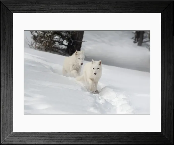 Framed Print : Arctic wolf (Canis lupus arctos), Montana, United States of America, North America Framed Print : Arctic wolf (Canis lupus arctos), Montana, United States of America, North America