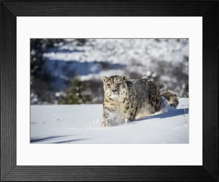 Framed Print : Snow leopard (Panthera india), Montana, United States of America, North America Framed Print : Snow leopard (Panthera india), Montana, United States of America, North America
